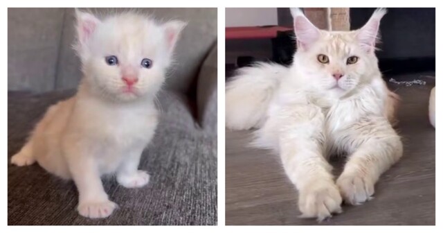 Как взрослеют мейн-куны