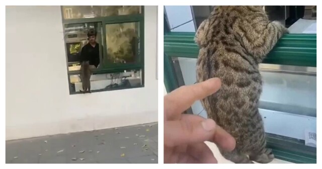 Кот пришёл за шаурмой