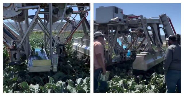 Агробот для сборки брокколи