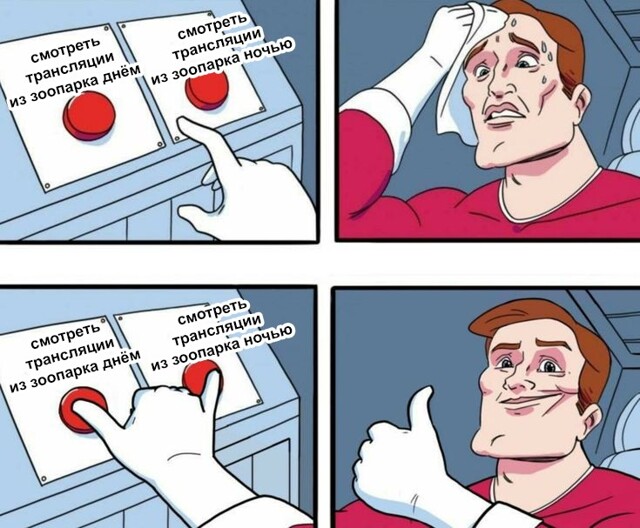 От заката до рассвета. Теперь трансляции из Московского зоопарка можно смотреть круглосуточно