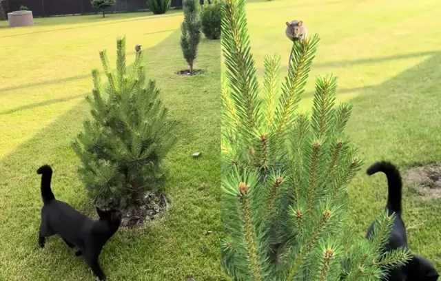 Мышонок забрался на ёлку, чтобы его не достал кот