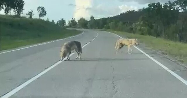 Волки вышли к людям в Амурской области