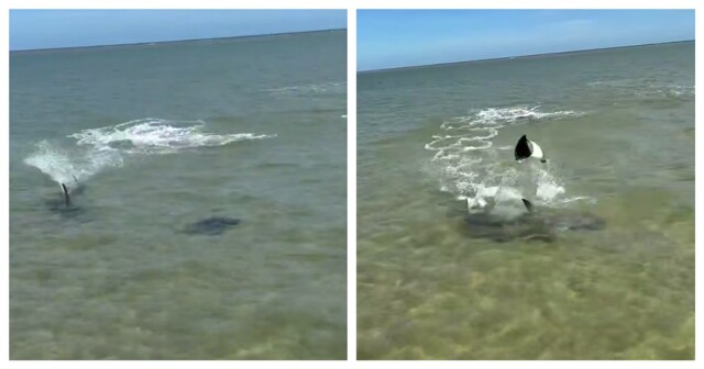 Скат в последний момент увернулся от акулы