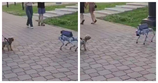 Собака познакомилась с робопсом