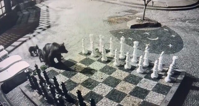 Ход медведем: семейство косолапых прогулялось по "шахматной доске"