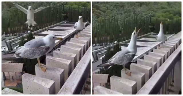 Чайки смеются над сородичем