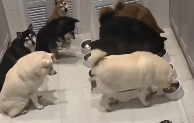 Собаки обучены ждать черепаху, прежде чем приступить к приему пищи