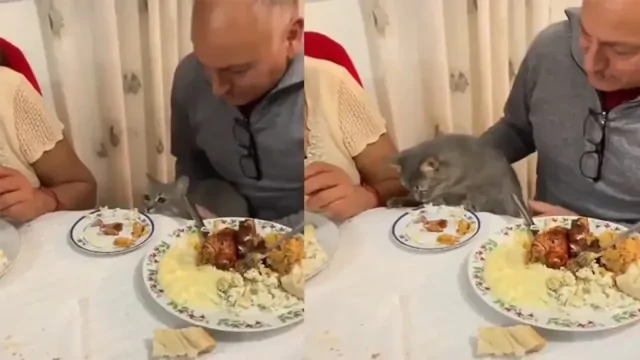 Коту выделили отдельное место за столом