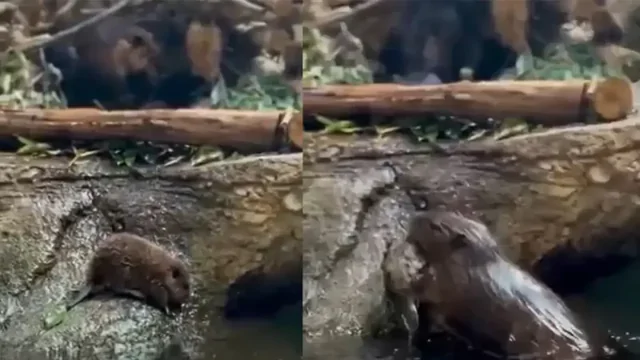 Бобрёнок не захотел ложиться спать и сбежал