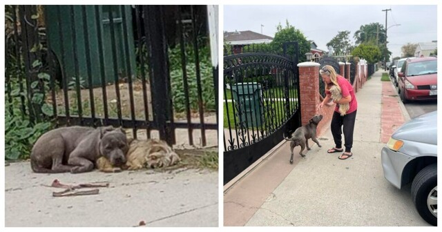 Трогательная история неразлучных бездомных собак