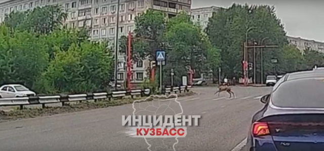 Люди, учитесь у косуль! Безопасность на дороге