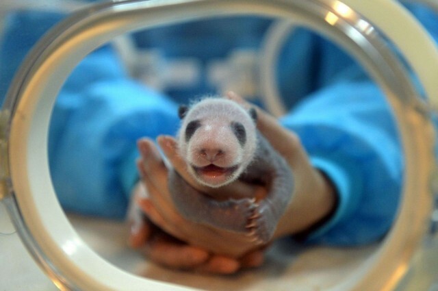 Милейшие создания