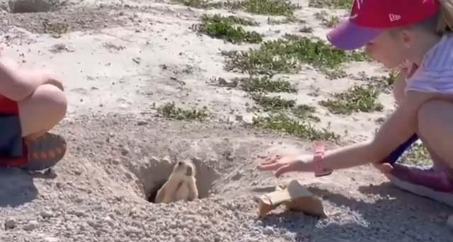 Грызун рискнул и выиграл