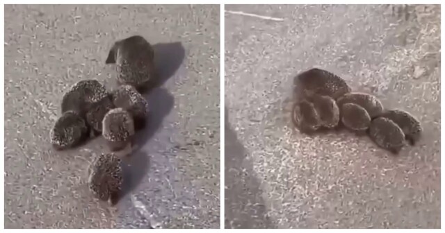 В Подмосковье засняли семейку ежей на прогулке