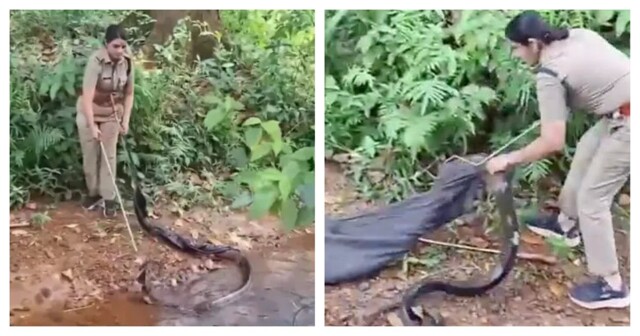Бесстрашная женщина поймала королевскую кобру
