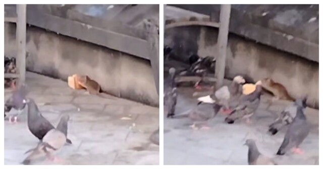 Голуби и крыса не поделили кусок хлеба