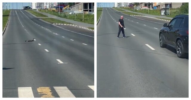 Мужчина помог утке с утятами перейти дорогу