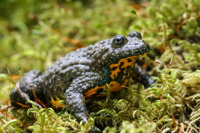 Редкая и ядовитая лягушка, которую можно встретить в России