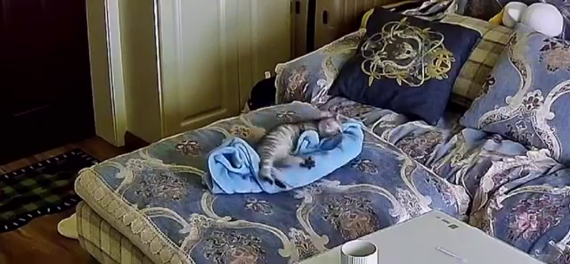 Котик  старательно делает себе лежанку из пледа