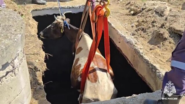 В Дагестане корова упала в пятиметровый резервуар с водой и не смогла самостоятельно выбраться