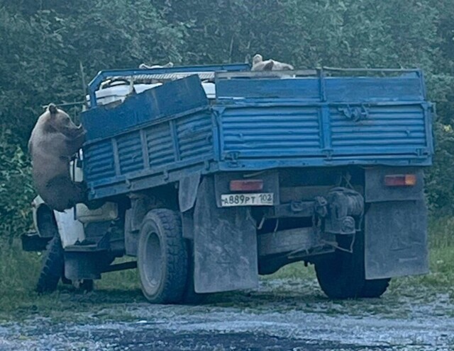 Медвежья ОПГ средь бела дня взяла под свой контроль грузовик