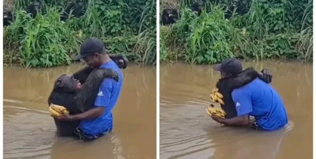 Мужчина спас шимпанзе от смерти: теплая встреча годы спустя