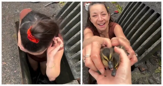 Девушка спасла попавших в беду утят