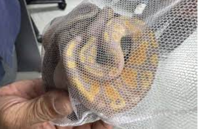 Питон в штанах никого в Таиланде уже не удивляет