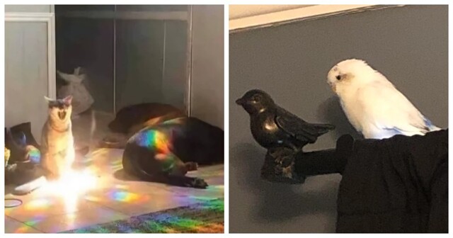 20 животных – мастеров спонтанных шоу