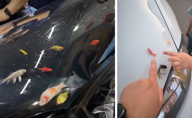 В Узбекистане автосервис заливал живых рыб под плёнку ради хайпа