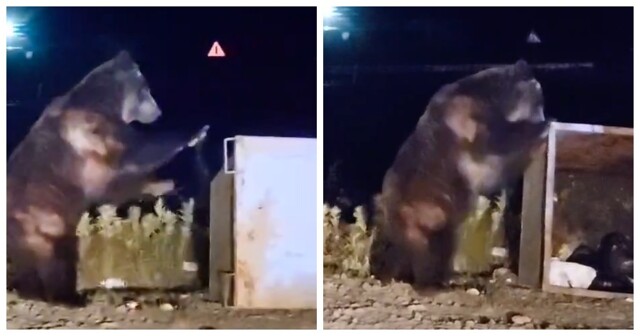 Медведь вышел из леса и устроил погром на помойке
