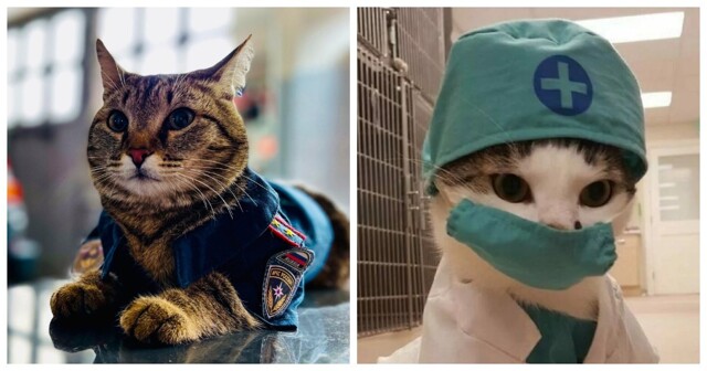 Котики тоже пашут: 20 усатых трудяг, застигнутых в разгар рабочего дня