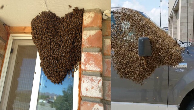 Роение пчёл: зачем трудяги массово выселяются из улья?