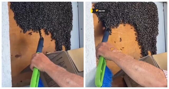 «Лестница временно недоступна»: огромный рой пчёл поселился на общем балконе многоэтажки в Новосибирске