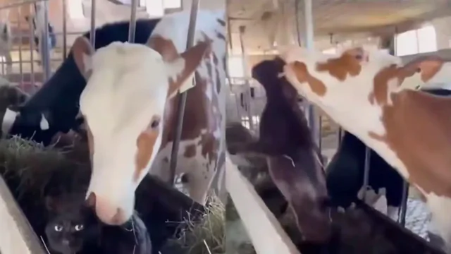 «Официант, в моем салате кот»: корова выгнала отдыхающего кота из сена