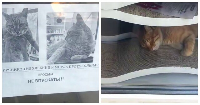 Наелся пряников и спит