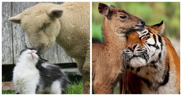 Невероятные парочки: 20 неожиданных, но очаровательных примеров дружбы среди животных