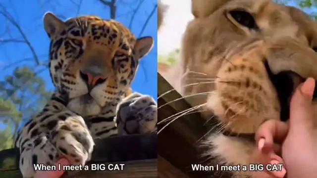 Девушка сняла доказательства, что большие кошки такие же милые, как и маленькие