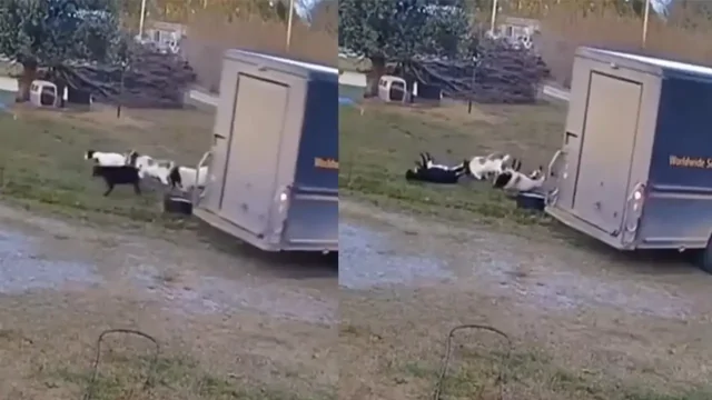 Актеры без «Оскара»: на видео сняли коз, «падающих в обморок» от испуга