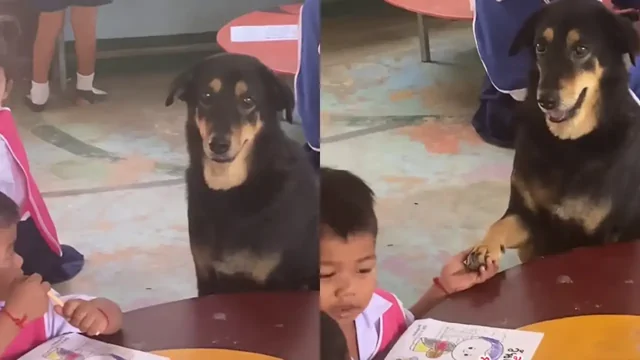 Дайте ему листочек и карандаши: пёс пришёл в детский сад учиться