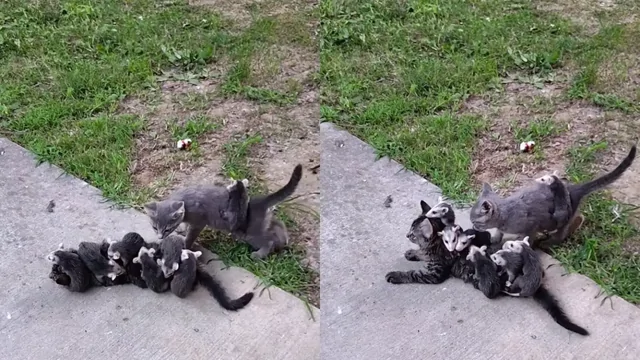 Опоссумы перепутали кота с мамой и ввели его в ступор