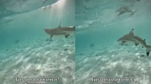 Как выглядит«чихание акулы»