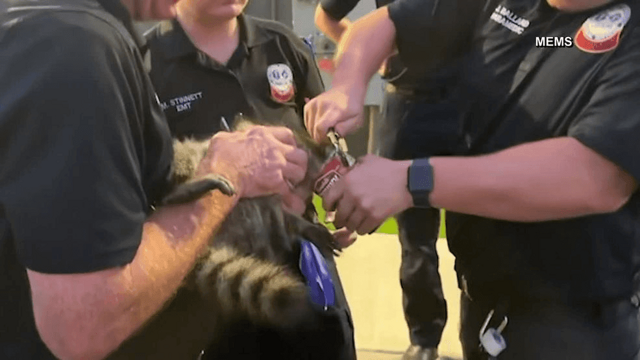 В США вызвали целую группу спасателей, чтобы достать енота с банкой на голове