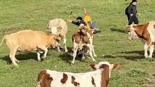 В Китае коровы напали на туриста, который тыкал в них тростью