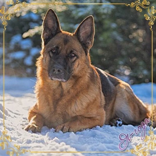 Преданность