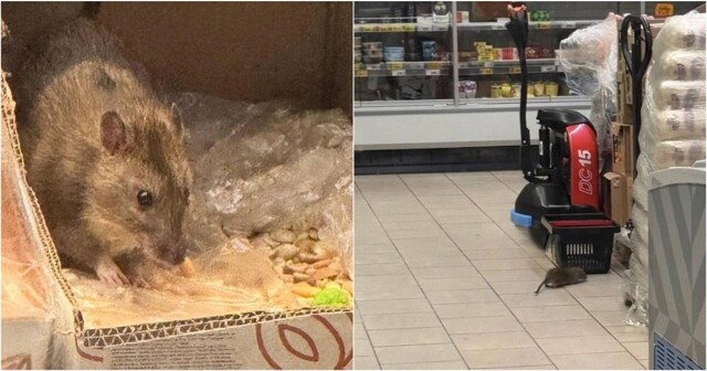 «Жрёт орех! Берёт, смотри как!»: рейд крыс по продуктам в «Пятёрочке»