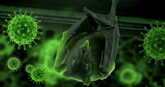 Вспышка вируса с летальностью 75% вызывает обеспокоенность экспертов
