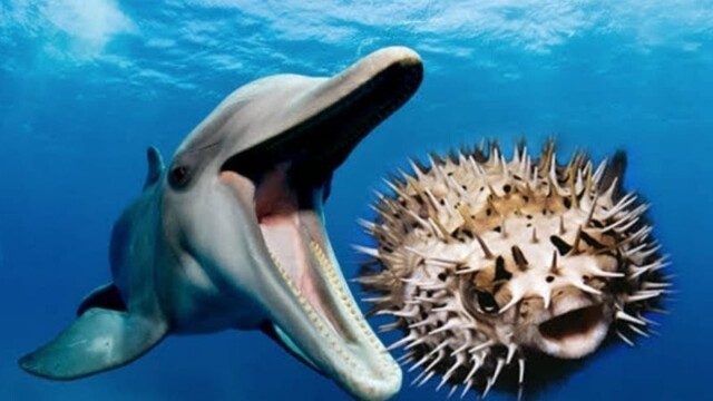 Дельфины умеют «накуриваться» рыбой-фугу, пуская её по кругу
