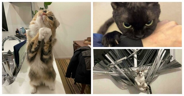 30 котиков, которые просто занимаются своими делами