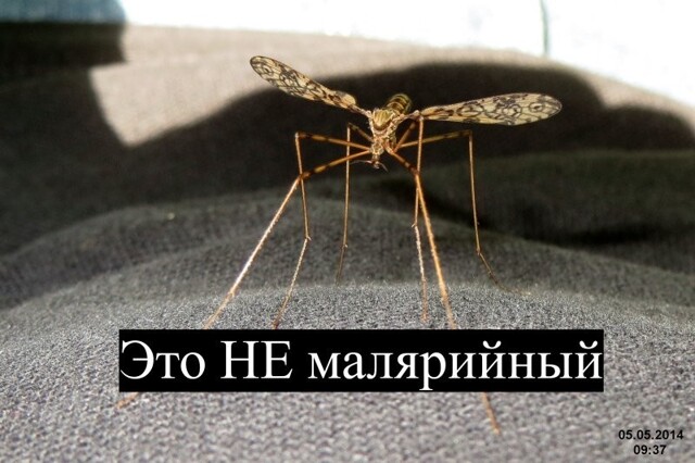 Малярийный комар: всё, что надо знать, чтобы не бояться и навсегда закрыть эту тему